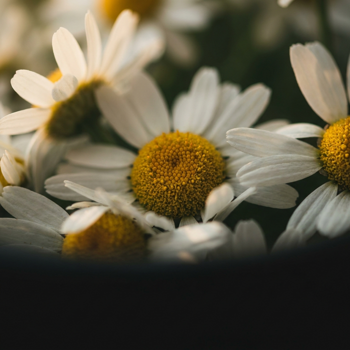 Chamomile Extract